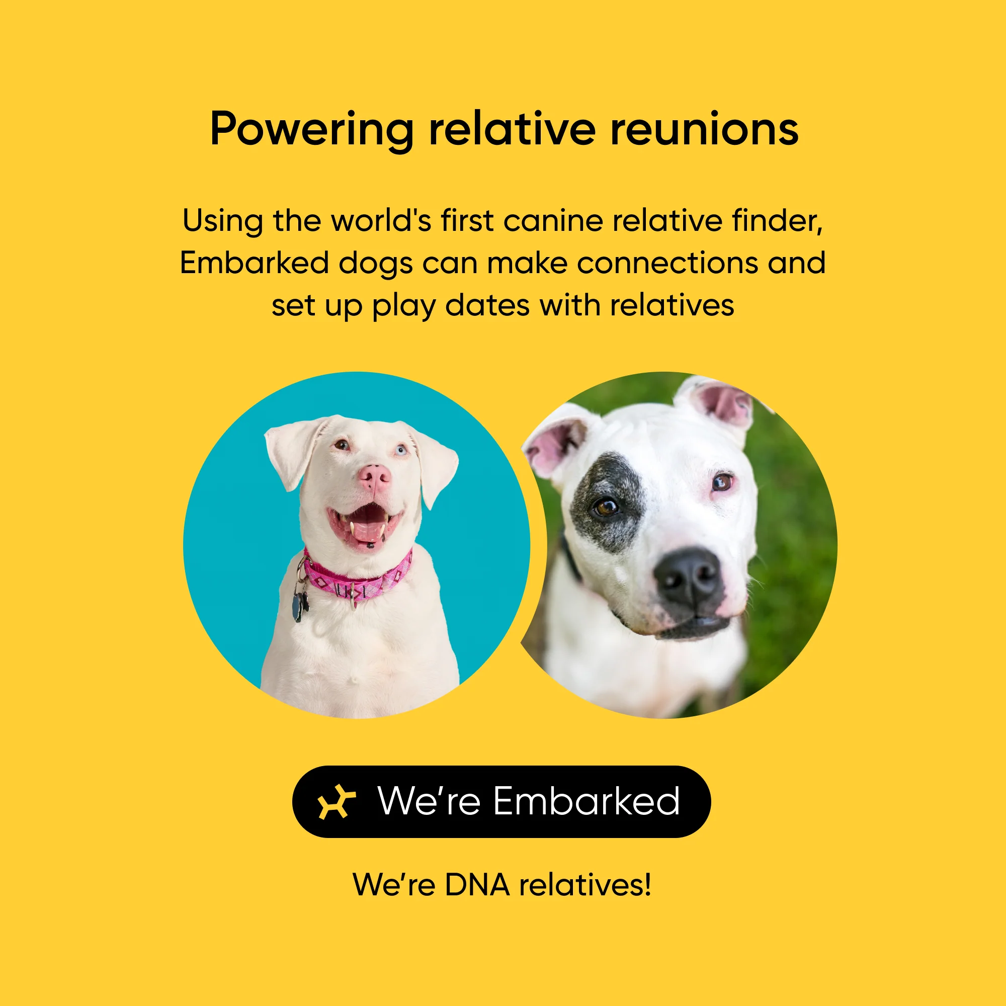 Breed + Health Test 2-Pack - Image 3