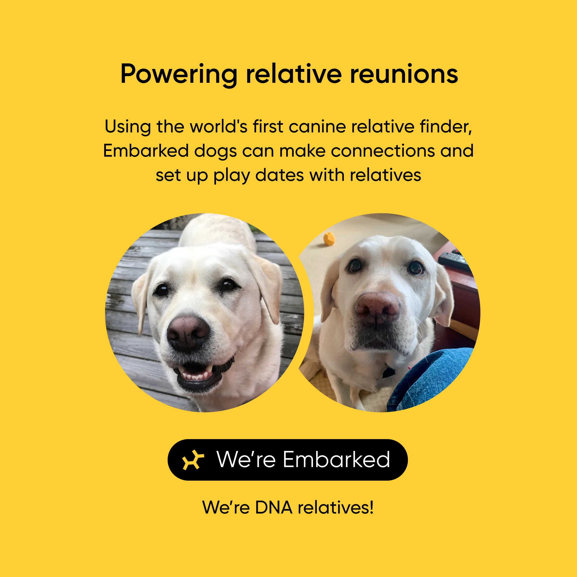 Embark Dog DNA Test - Image 3