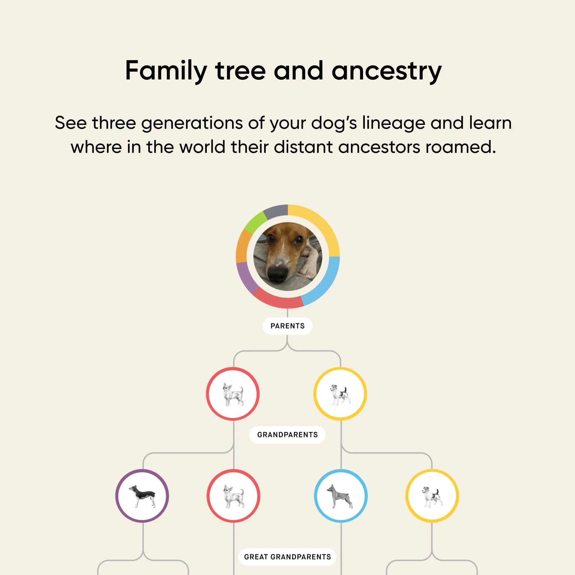 Embark dog DNA test kits - Image 10