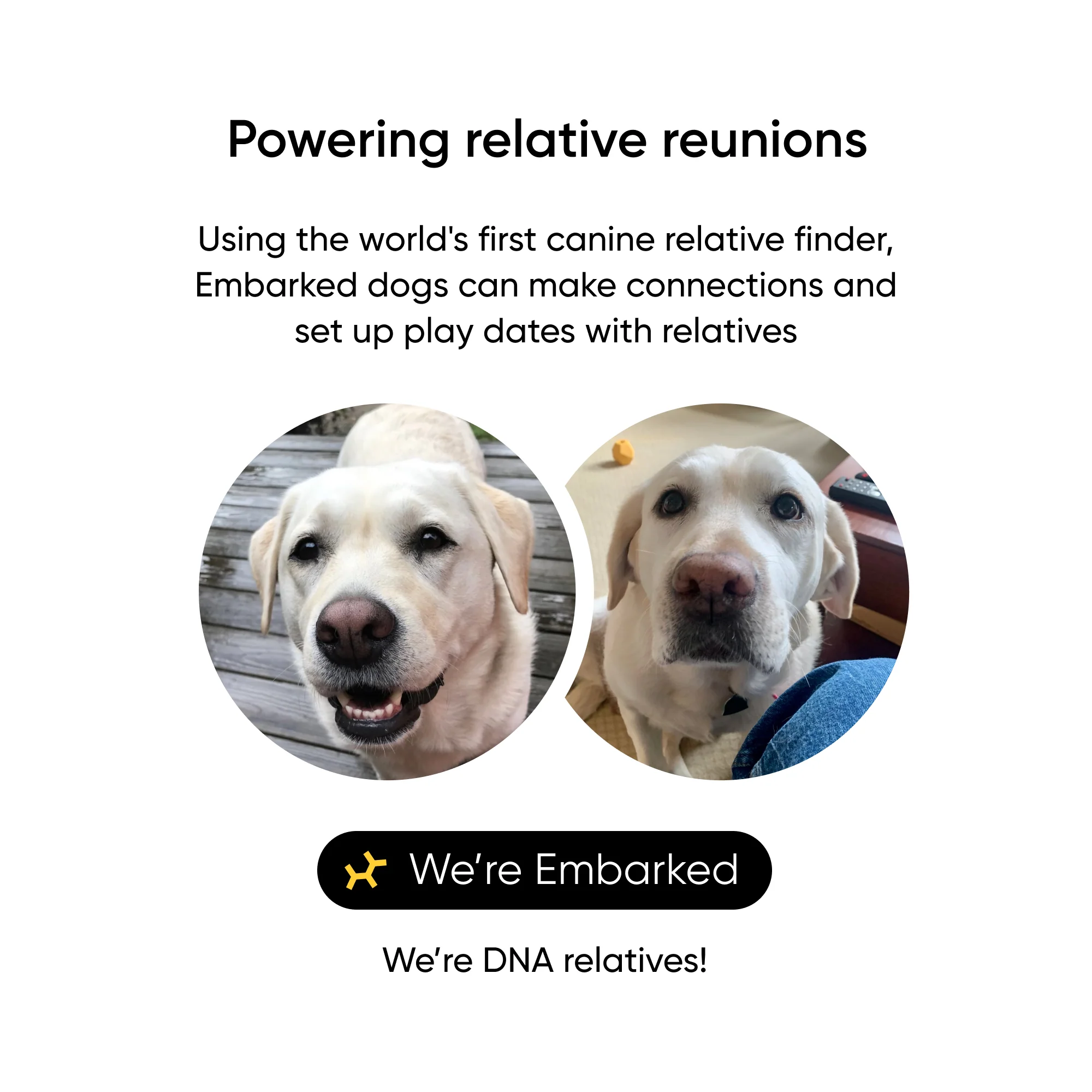 Embark Dog DNA Test +  Shelter Program - Image 4