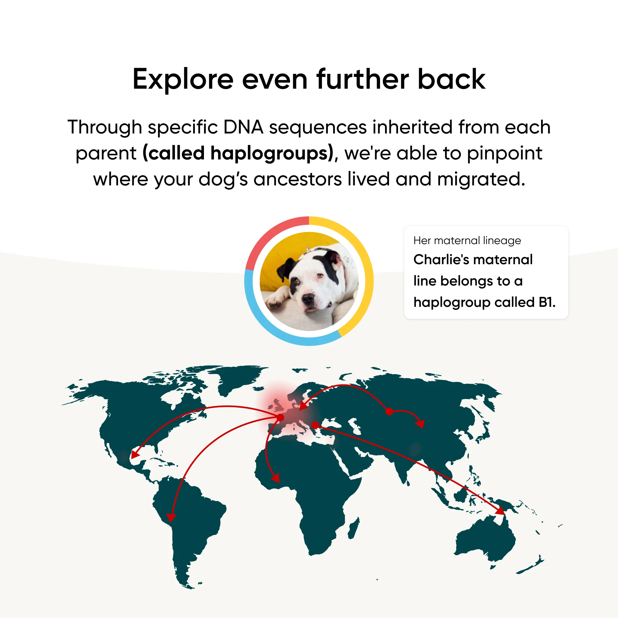 Embark Dog DNA Test +  Shelter Program - Image 9