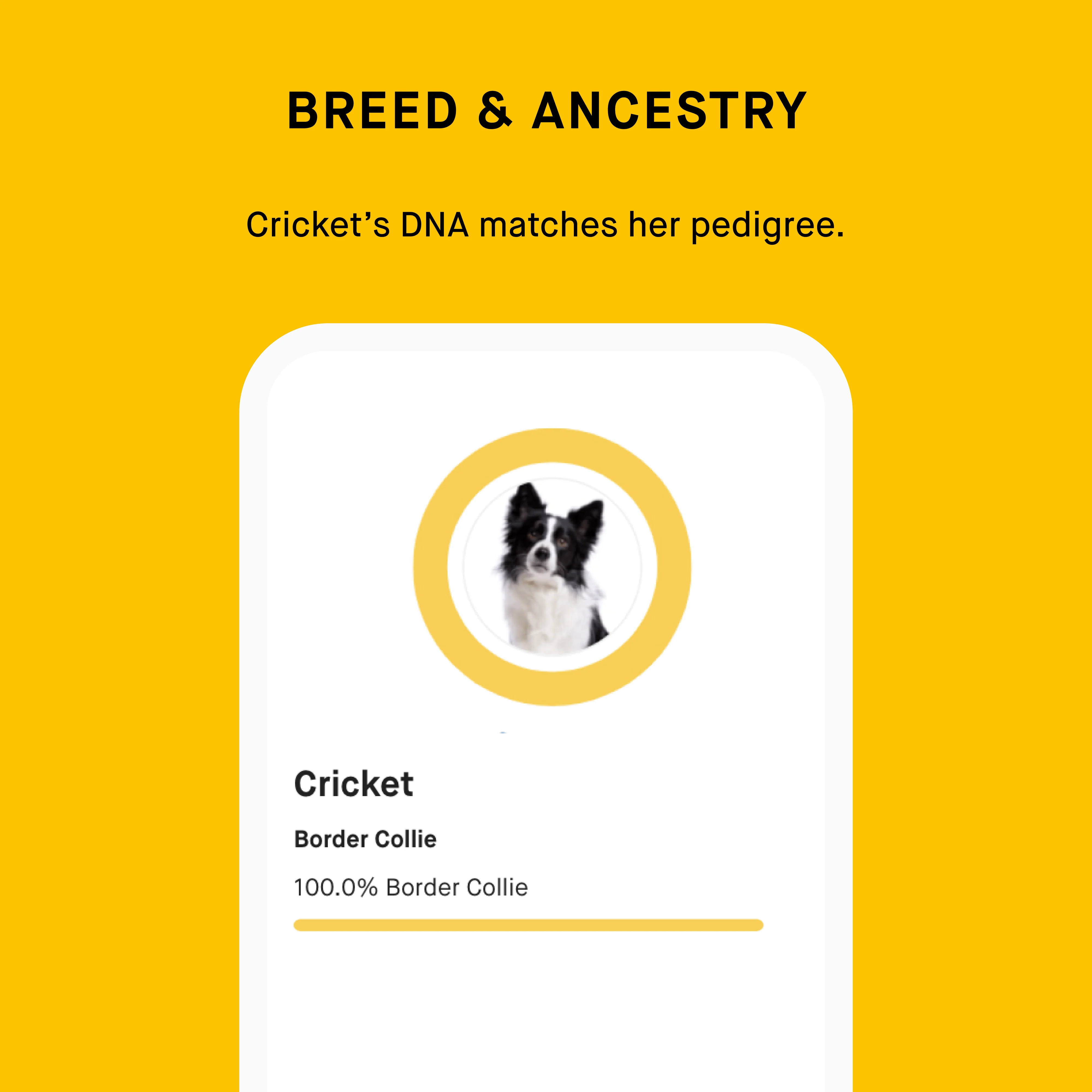 Embark for Breeders Dog DNA Test - Image 4